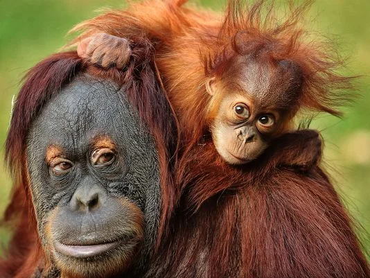 ORANGUTAN vs SEA MONSTER